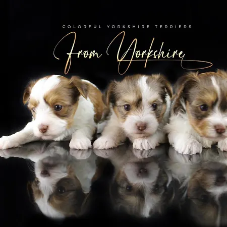 아파트 Yorkshire *